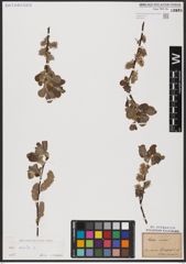 Foto von Salix aurita L.
